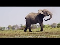 "Into the Okavango" Documentary Trailer