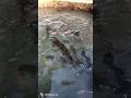 प्यारी प्यारी 🦈🦭और खूबसूरत मछली इतनी सारी!#trending #viral #viralvideo #fish