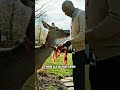 The Deer Who Helped a Grieving Man Smile Again