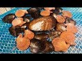 31 south sea  oysters with 100 real pearls ever done on fun house tv