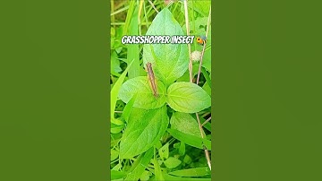 #Grasshopper Insect#grasshopper #macro #nature #insects #insect #naturephotography