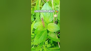 #Grasshopper Insect#grasshopper #macro #nature #insects #insect #naturephotography