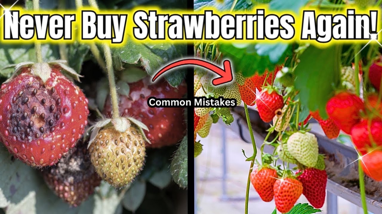 Why Strawberry Plants Decline Even When They Look Productive