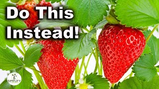 Do THIS For AMAZING STRAWBERRY Harvests This Year!