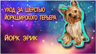 УХОД ЗА ШЕРСТЬЮ ЙОРКА | ЭРИК УХОД ЗА ШЕРСТЬЮ ЙОРКА | ЭРИК