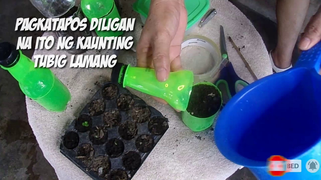 Growing my own Cross Pollinated Hibiscus Seed YouTube