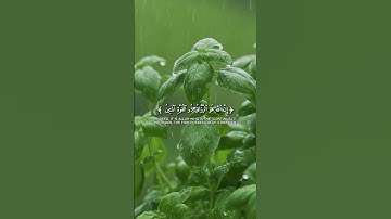 قرآن كريم بصوت جميل جدا جدا أرح قلبك#اكسبلور #قران #راحة_نفسية #تلاوة #مسلم #allahuakbar #muslim