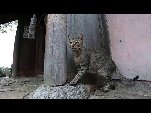 猫の集会が行われている神社で集会に参加してきた