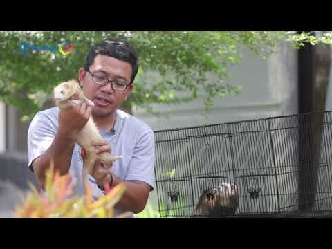 Video: Cara Menangkap Ermine