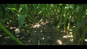 Rotation Matters - CRW Resistance Management