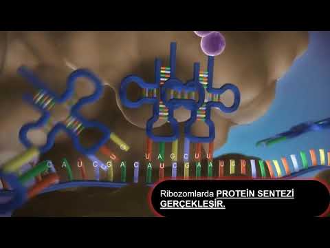 Video: Diferența Dintre ADN-ul Plasmidic și ADN-ul Cromozomial