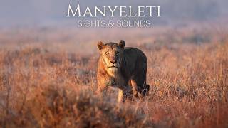 Nature Therapy: Manyeleti Game Reserve (4K)