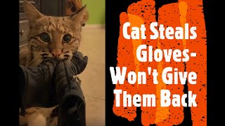 Cat Steals Gloves &amp; Won&#39;t Give Them Back!