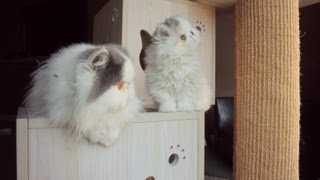 Kitten Marshmallow - The Art Of Roughhousing Weeks 8 & 9