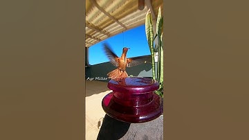 HUMMINGBIRD FEEDING close up slow motion!-Cinnamon Hummingbird2
