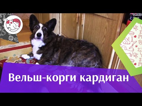 Бейне: Уэльс корги кардиганы: сипаты, күтімі, бағасы