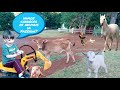 Vaca cavalo galinha porco  ovelha  e trator na fazenda |  Animals on the farm | 農場の動物