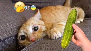 🙀😻 Try Not To Laugh Dogs And Cats 🐈🐈 Funny And Cute Animal Videos 2024 #9