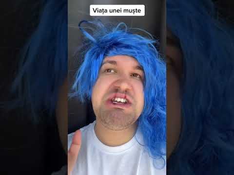 Viața unei muşte