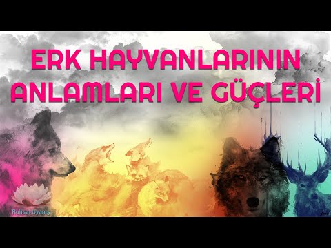 Video: Hayvan açıklaması nedir?