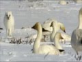 YANNI SONG FOR ANTARCTICA YANNI SONG FOR ANTARCTICA
