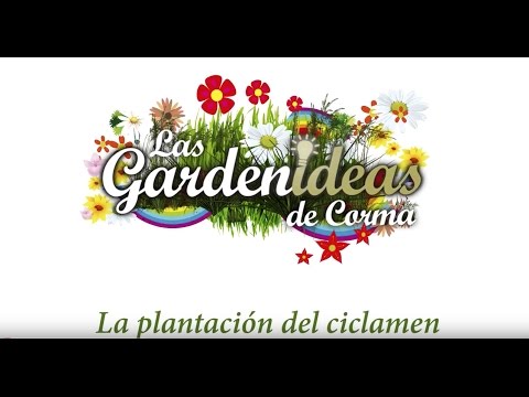 Video: Plantas de ciclamen en maceta: cómo cultivar ciclamen en macetas al aire libre
