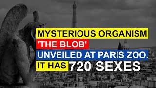 Mysterious Organism 'The Blob' Unveiled At Paris Zoo. It Has 720 Sexes
