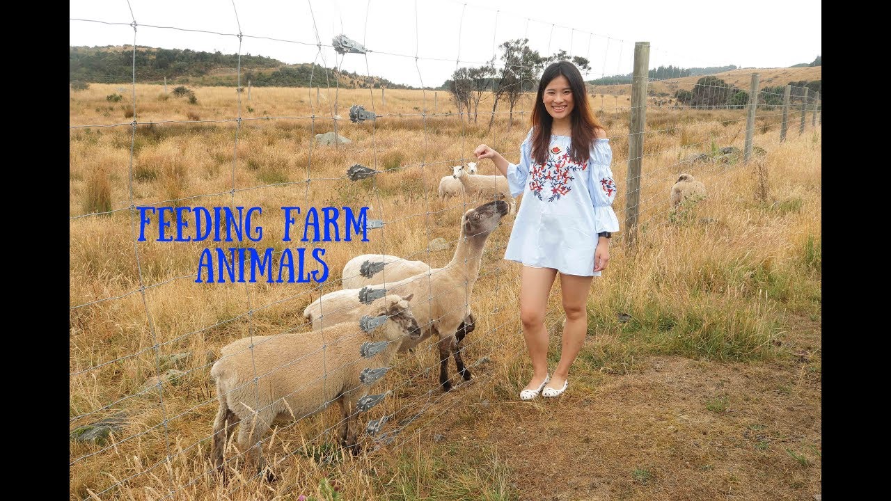 feeding-farm-animals-youtube