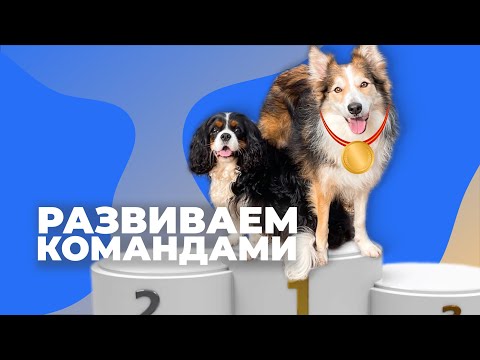 5 способов усложнить команды 🐕 Как быстро и сильно утомить собаку 🐩 Правильные занятия со щенком 🐾