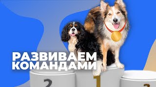 5 СПОСОБОВ УСЛОЖНИТЬ КОМАНДЫ 🐶 Как быстро и сильно утомить собаку 🐕 Правильные занятия со щенком 🐩