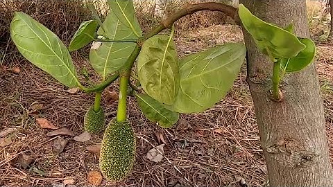 Vì Sao Mít Không Ra Quả - Tỉa Cành Mít Bấm Ngọn Mít Sai Thời Điểm - Cách Để Mít Sai Quả Vụ Sau