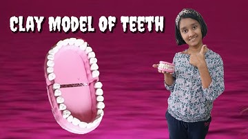 Very Easy Teeth Model Making | Teeth Model Using Clay | Teeth Model Making Using Clay