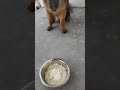 |Best home made food for |long coat German shepherd puppy| 🐶
