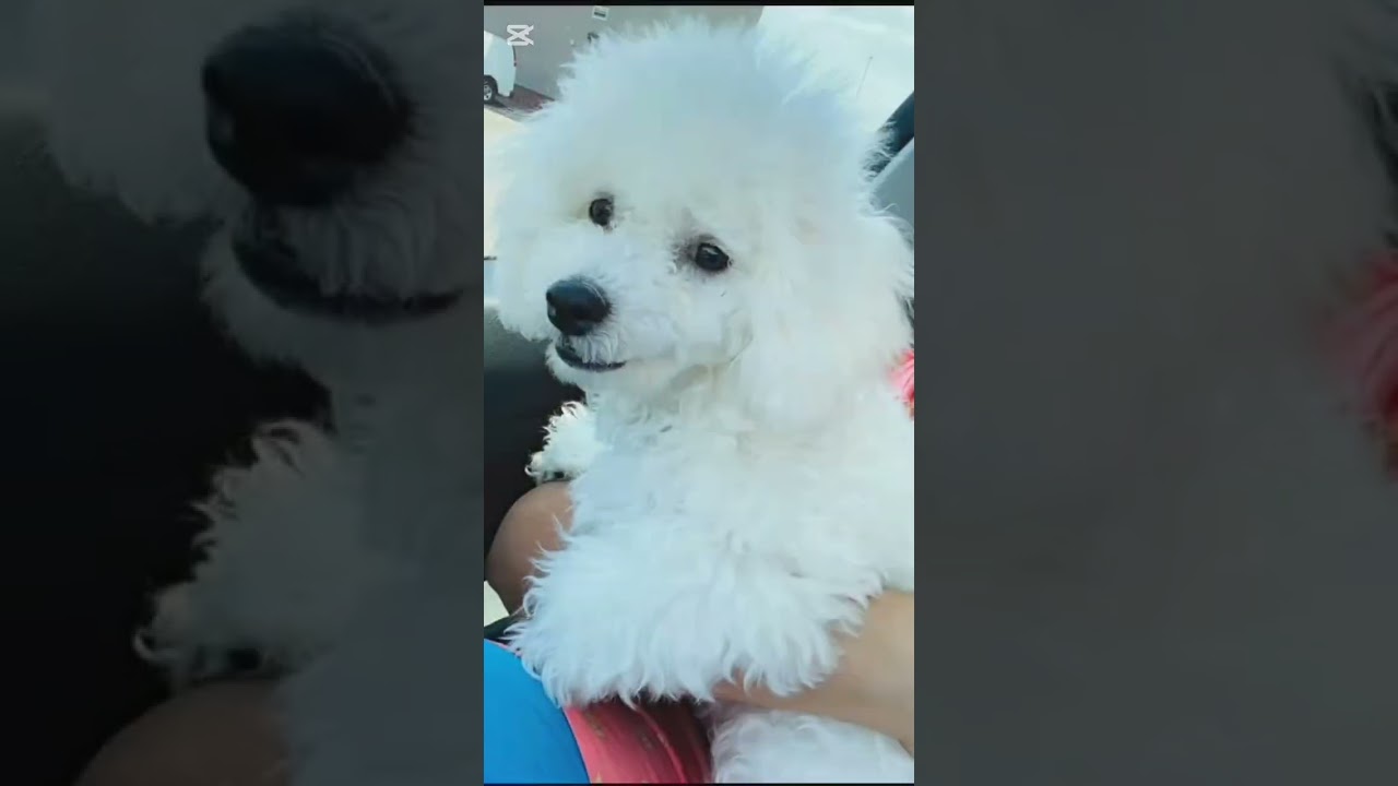 my dogs first birthday