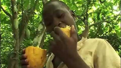 International Cocoa Initiative:Tackling Child Labour on Cocoa Growing  (Activities)