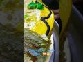 Yummy pineapple cool cake recipe  by hyderabadi zaika3948 please subscribe 