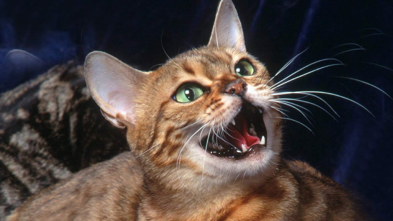 коты со звуком ютуб так понимаю