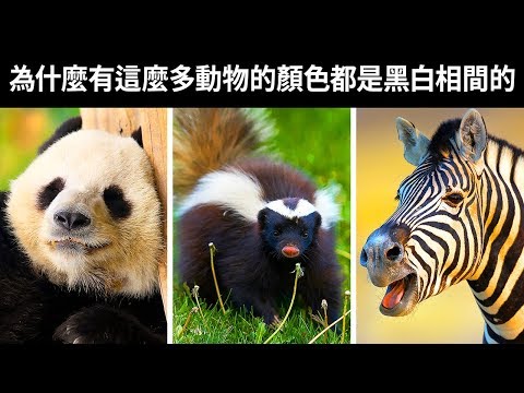 為什麼有這麼多動物的顏色都是黑白相間的