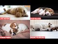 What Your Dog&#39;s Sleeping Position Reveals About Their Personality, Health and Character - cane cors