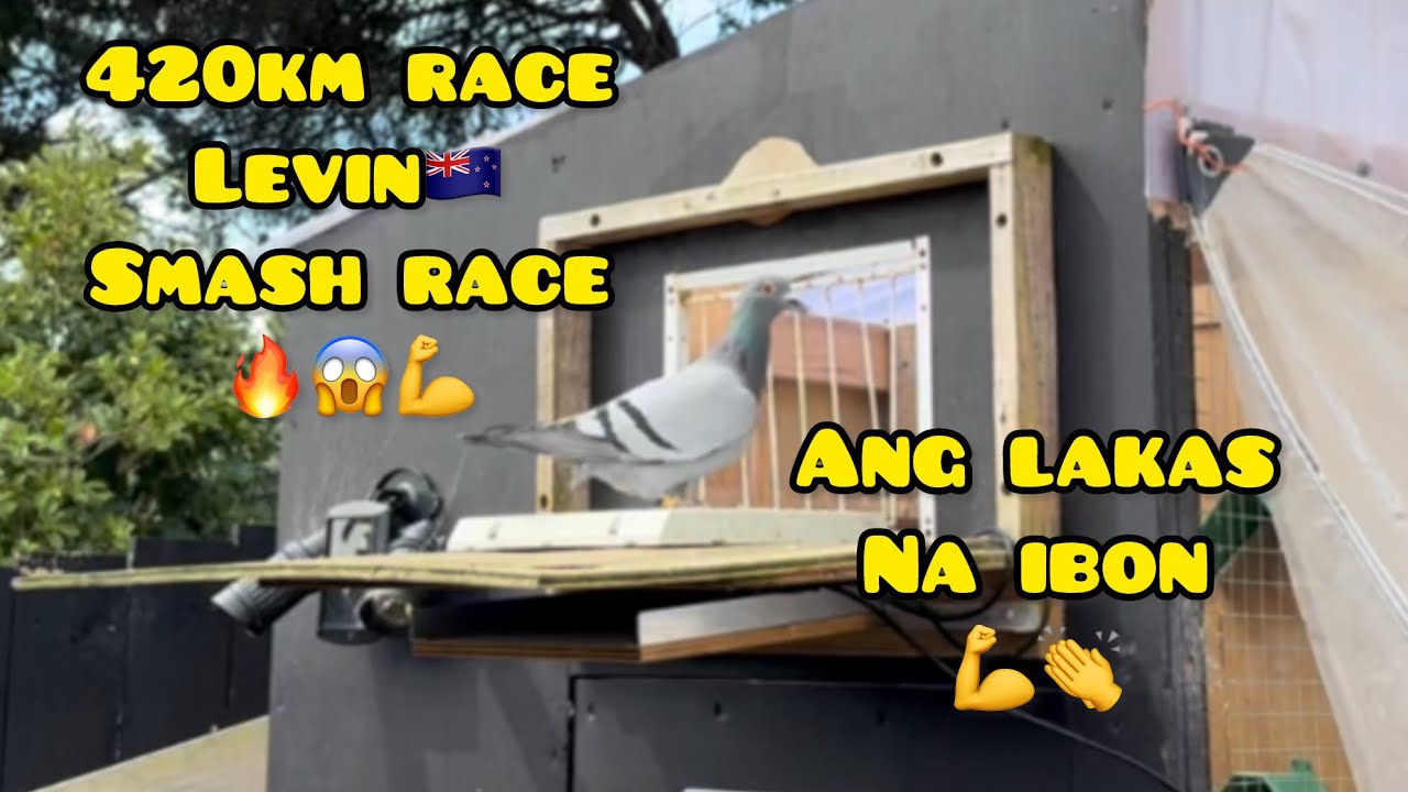 420km RACE LEVIN TO AUCKLAND🇳🇿 SMASH RACE GRABE HIRAP NG IBON😱