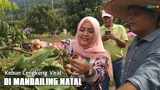 Kebun Lengkeng di Mandailing Natal viral dan dikunjungi ratusan orang tiap harinya