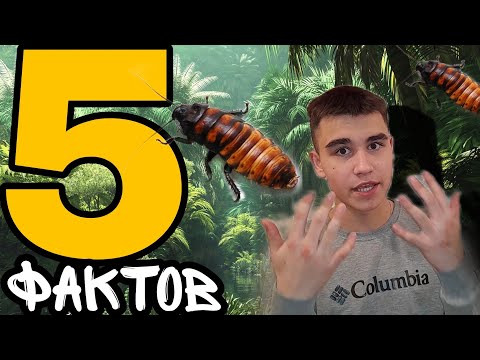 5 фактов о Мадагаскарских тараканах !