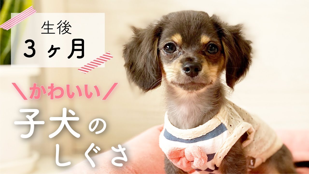 【生後3ヶ月】チワックス子犬が可愛いすぎる！癒しの犬動画 YouTube
