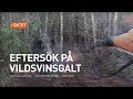 Eftersök på vildsvinsgalt