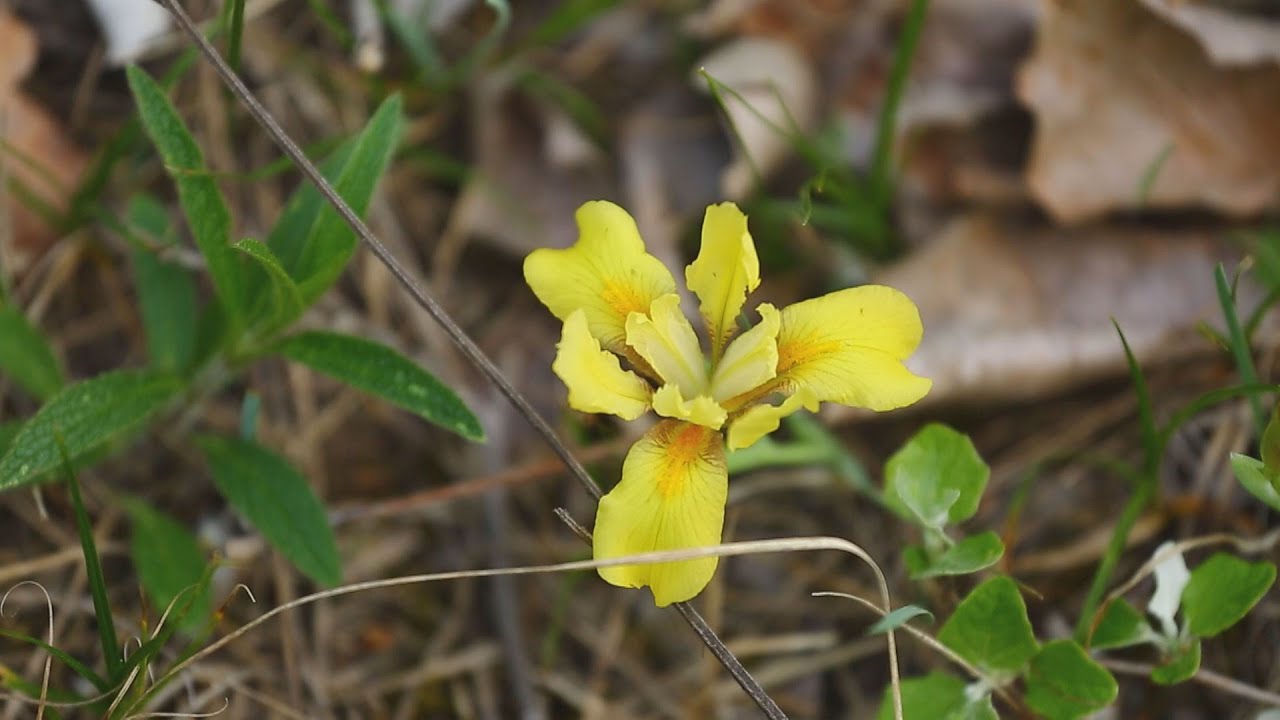 M5 TV – Élet az erdőben – Az erdős sztyepp klíma és a homoki nőszirom ...