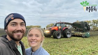 A Sweet Beet Harvest