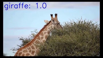 Image Classification using Transfer Learning in PyTorch