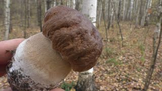 НУ ОЧЕНЬ КРАСИВЫЕ ОСЕННИЕ БЕЛЫЕ ГРИБЫ! Белые грибы в осеннем парковом лесу!