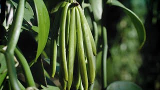 BEYOND THE JAR - Episode 1: Vanilla planifolia
