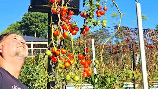 HANG'EM HIGH Tomatoes! EASY Lazy Way to GROW at Home!